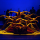 The Alvin Ailey American Dance Theater in Alvin Ailey’s Revelations
Christopher Duggan
